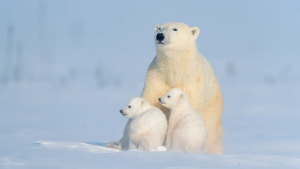 Polar bears: climate icons or symbols of fatigue?